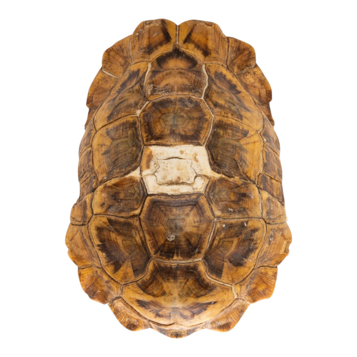 Real Home's Hinge-back Tortoise Shell