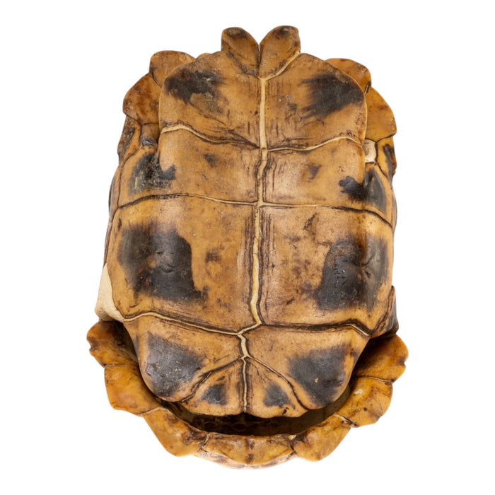 Real Home's Hinge-back Tortoise Shell