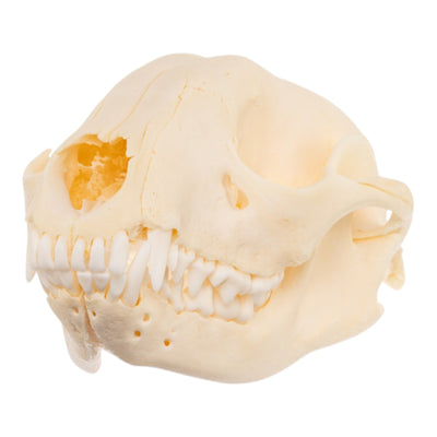 Real Raccoon Skull - Adolescent
