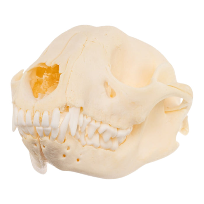 Real Raccoon Skull - Adolescent