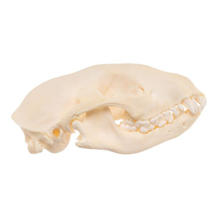 Real Raccoon Skull - Adolescent