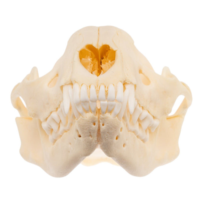 Real Raccoon Skull - Adolescent