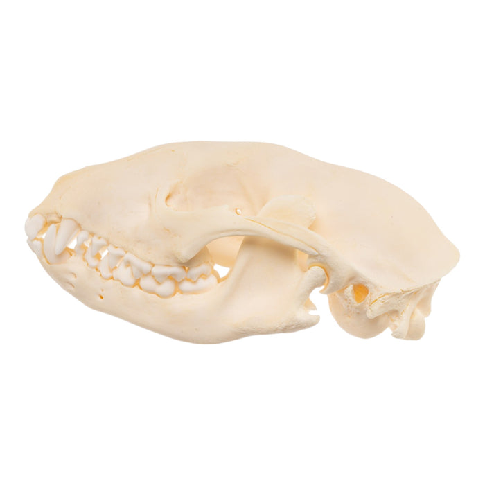 Real Raccoon Skull - Adolescent