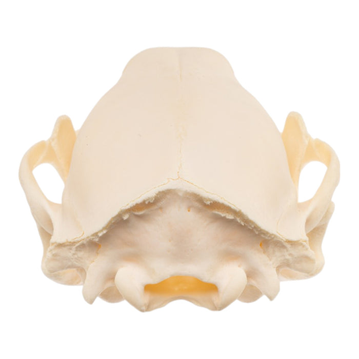 Real Raccoon Skull - Adolescent
