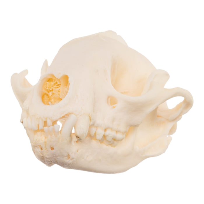 Real Raccoon Skull - Pathology