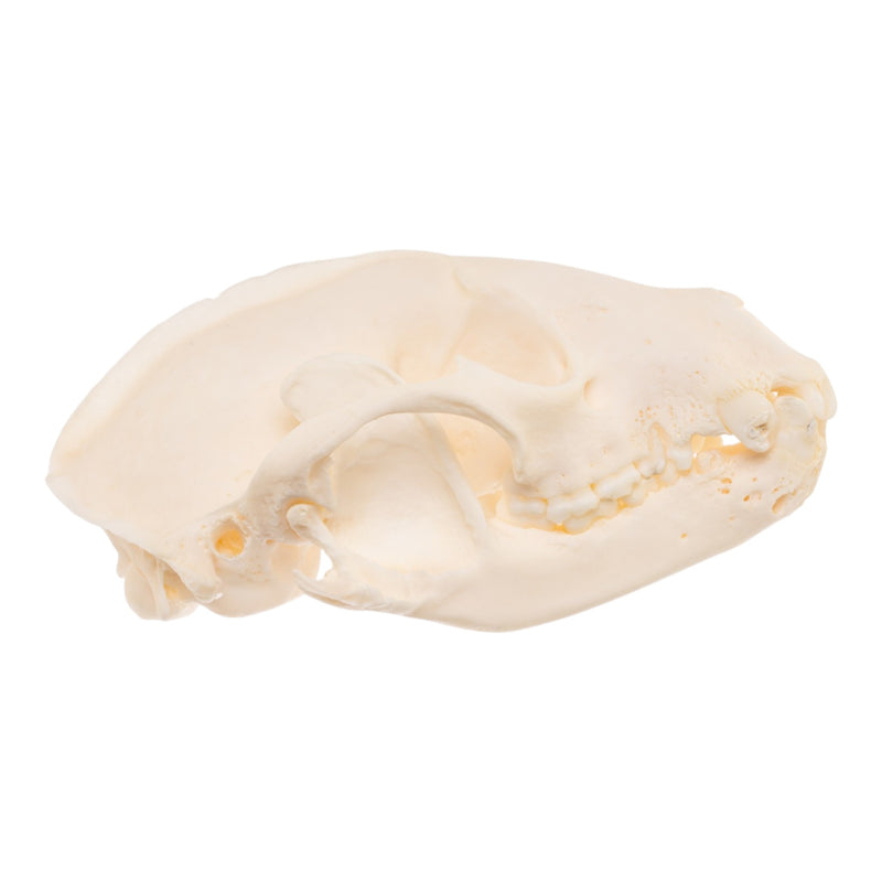 Real Raccoon Skull - Pathology
