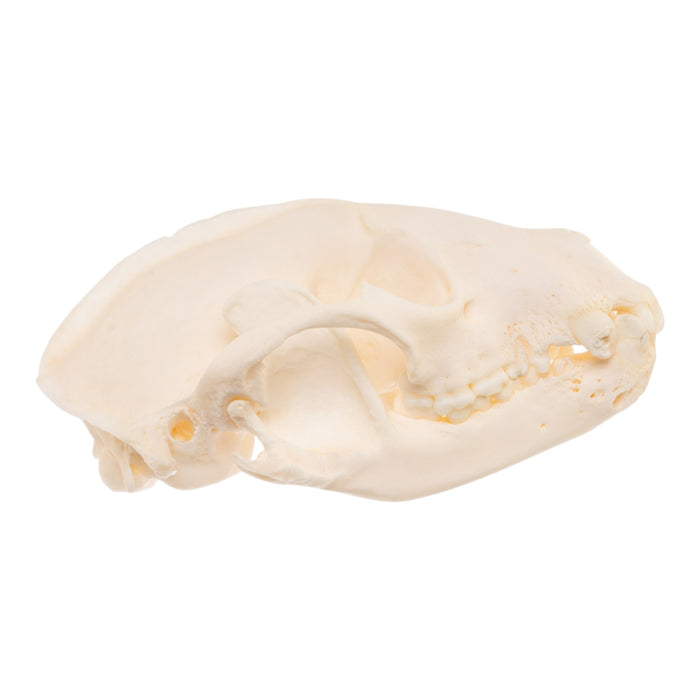 Real Raccoon Skull - Pathology