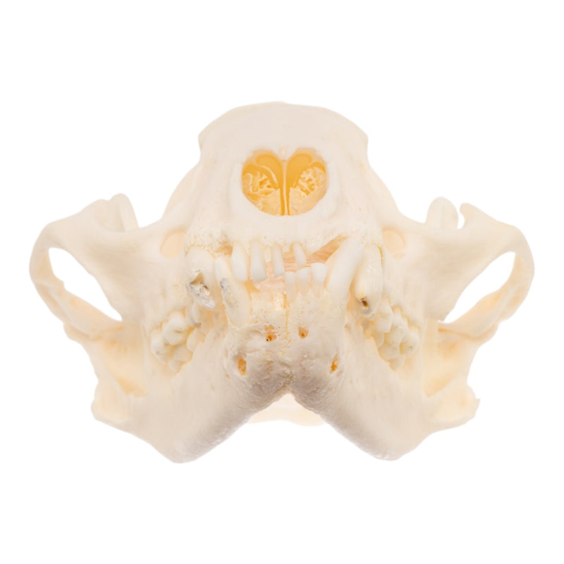 Real Raccoon Skull - Pathology