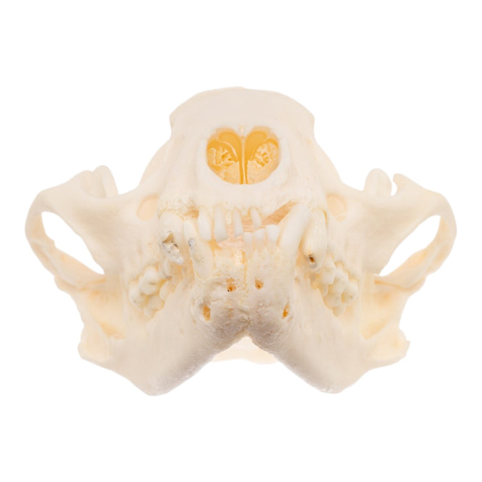 Real Raccoon Skull - Pathology