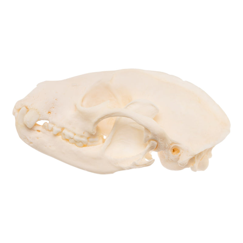 Real Raccoon Skull - Pathology