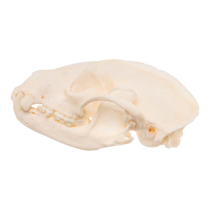 Real Raccoon Skull - Pathology