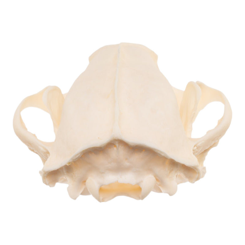 Real Raccoon Skull - Pathology