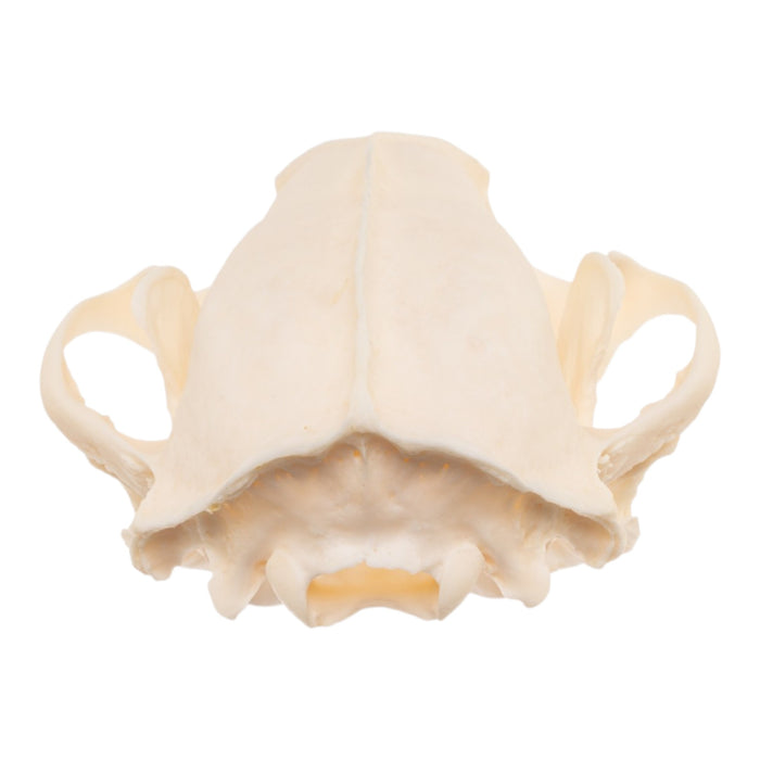 Real Raccoon Skull - Pathology