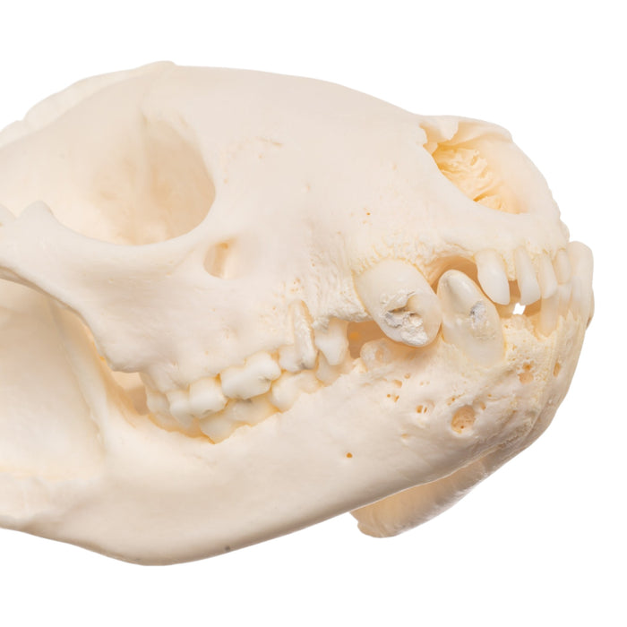 Real Raccoon Skull - Pathology