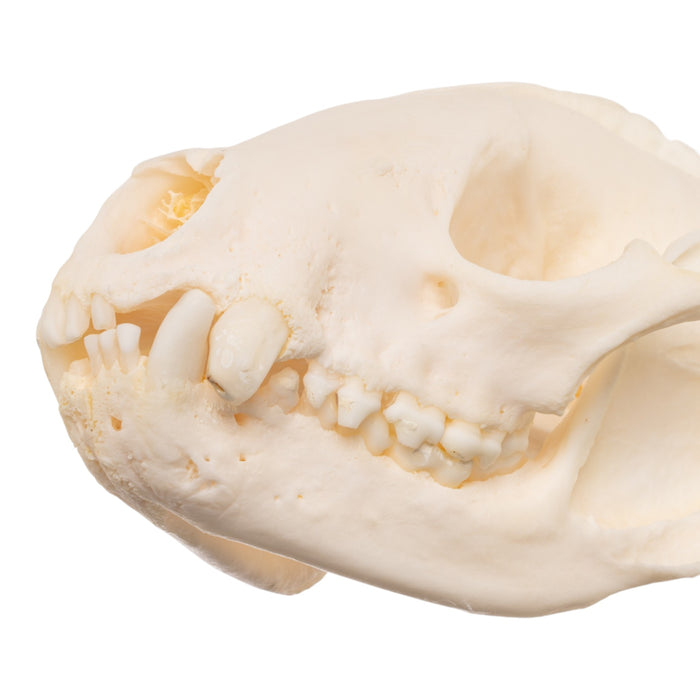 Real Raccoon Skull - Pathology