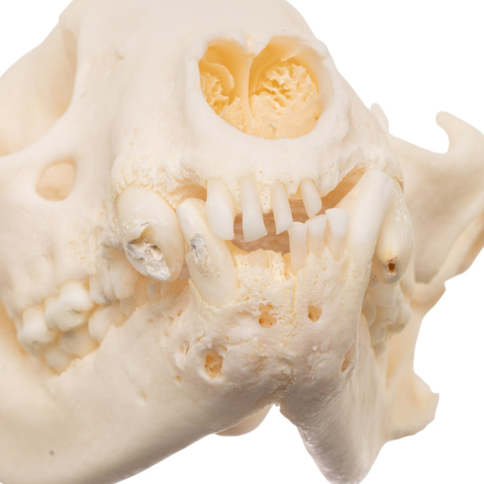Real Raccoon Skull - Pathology
