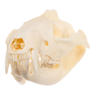 Real Opossum Skull