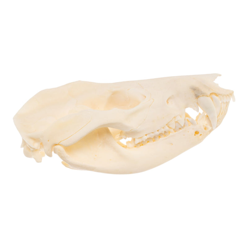 Real Opossum Skull