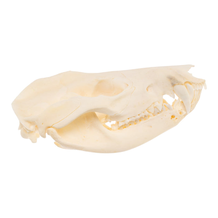 Real Opossum Skull