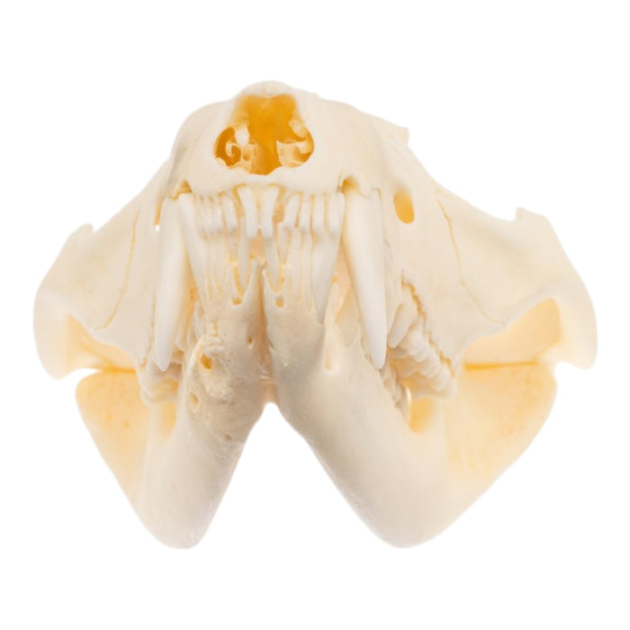 Real Opossum Skull