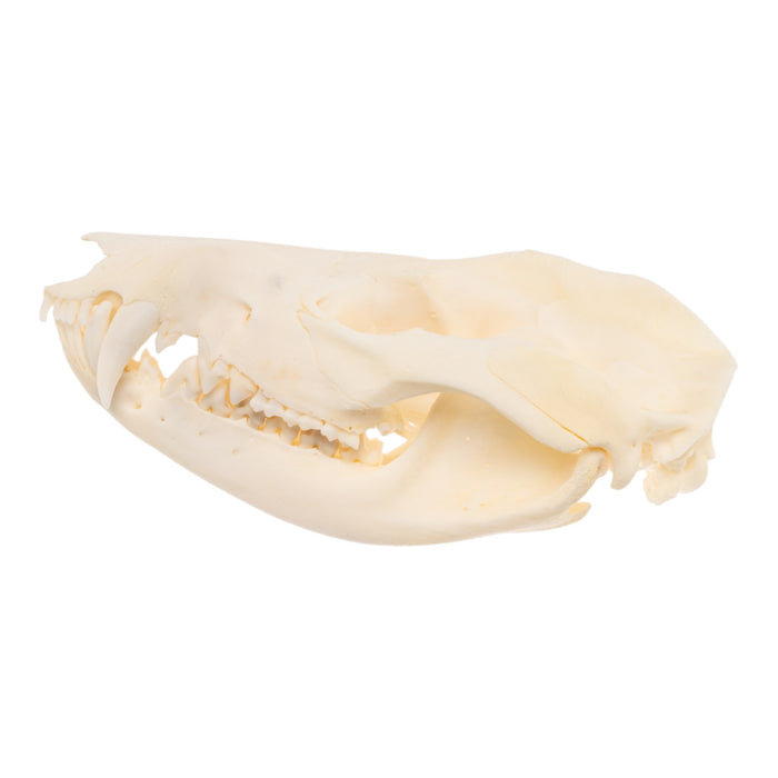 Real Opossum Skull