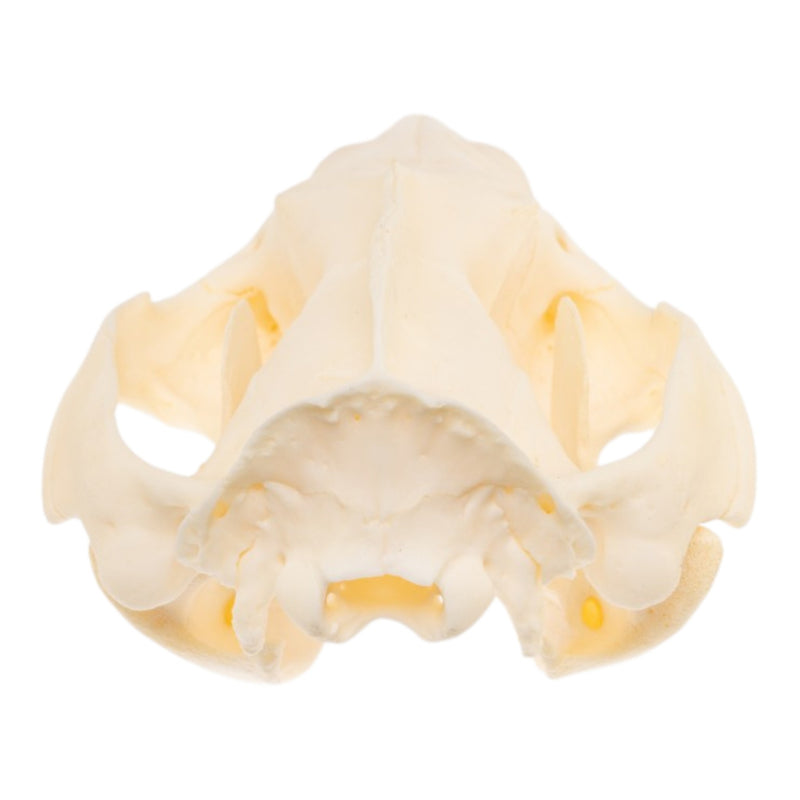 Real Opossum Skull