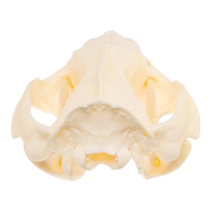 Real Opossum Skull
