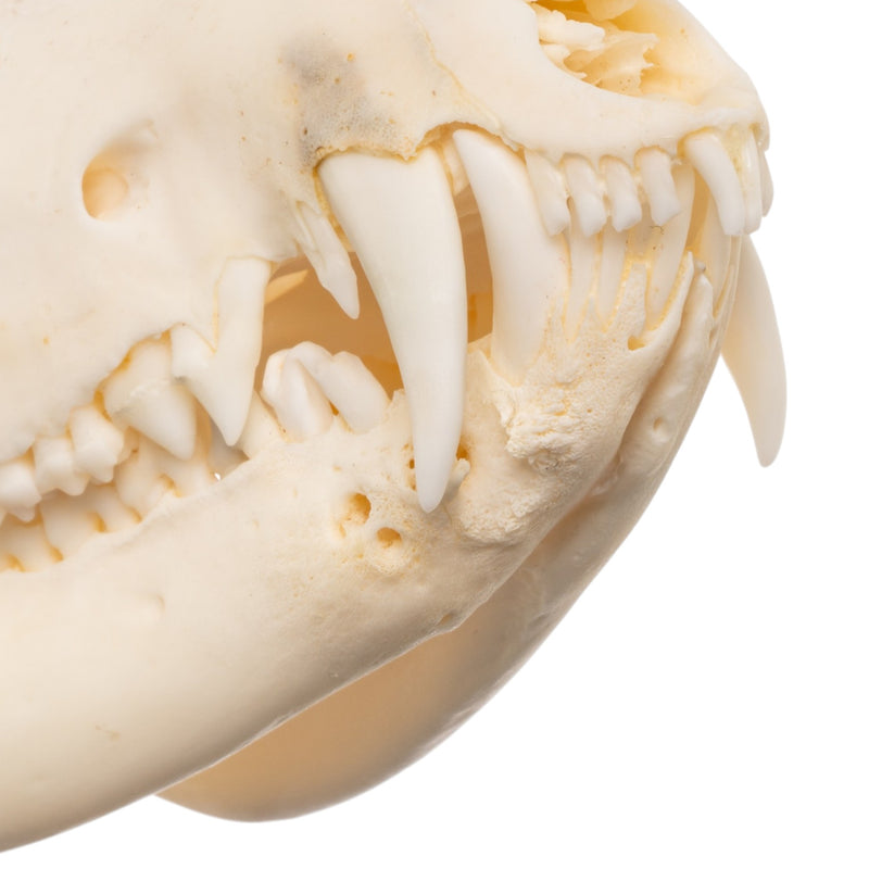 Real Opossum Skull