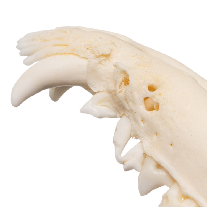 Real Opossum Skull