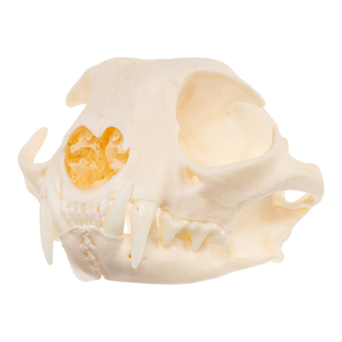 Real Bobcat Skull