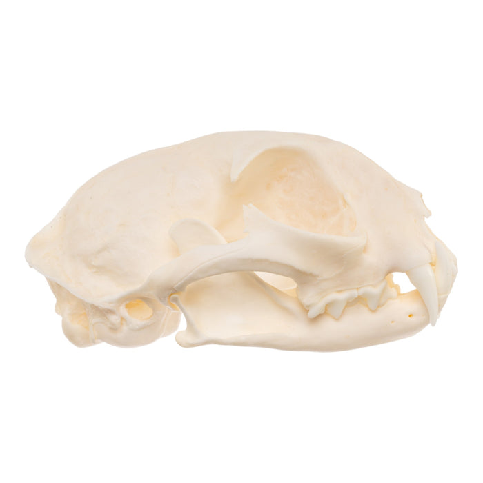Real Bobcat Skull