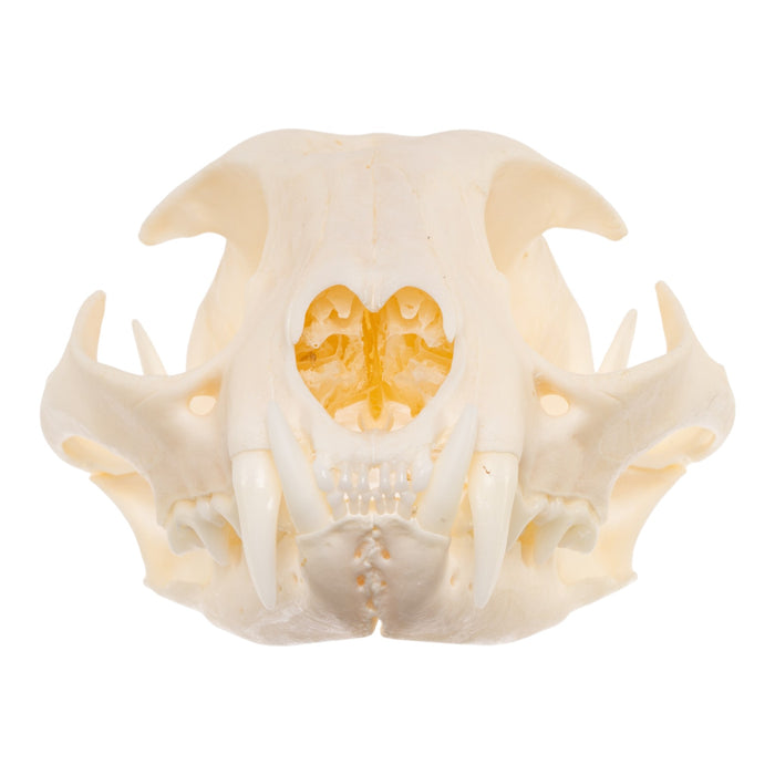 Real Bobcat Skull