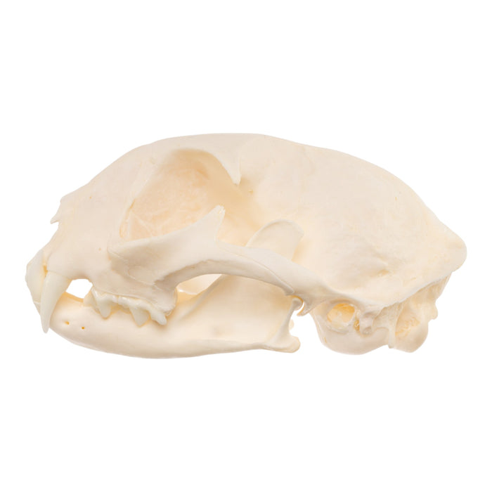 Real Bobcat Skull