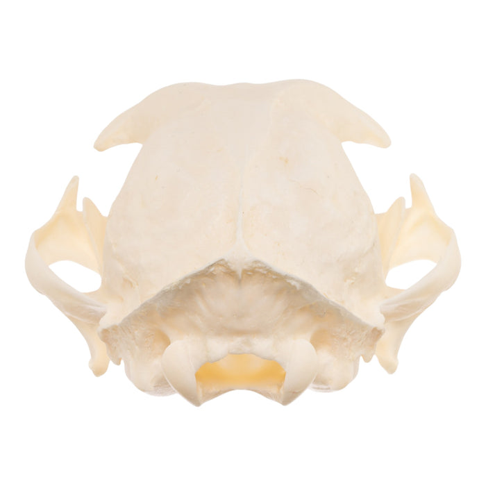 Real Bobcat Skull