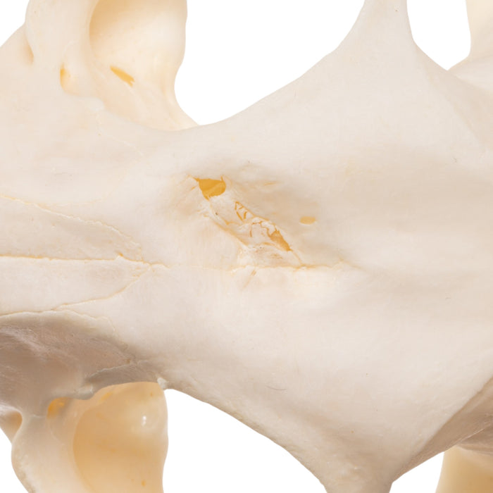 Real Bobcat Skull