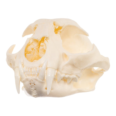Real Bobcat Skull