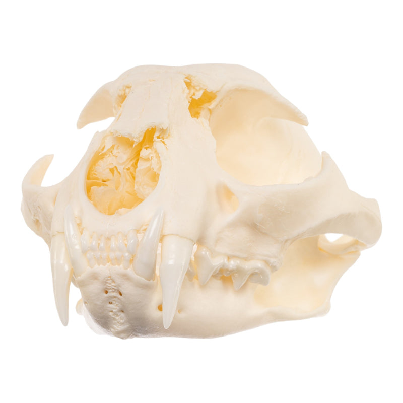 Real Bobcat Skull