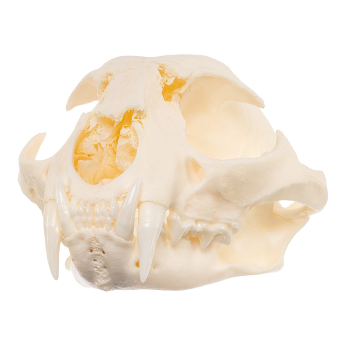 Real Bobcat Skull