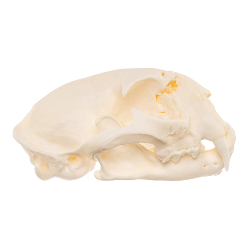 Real Bobcat Skull