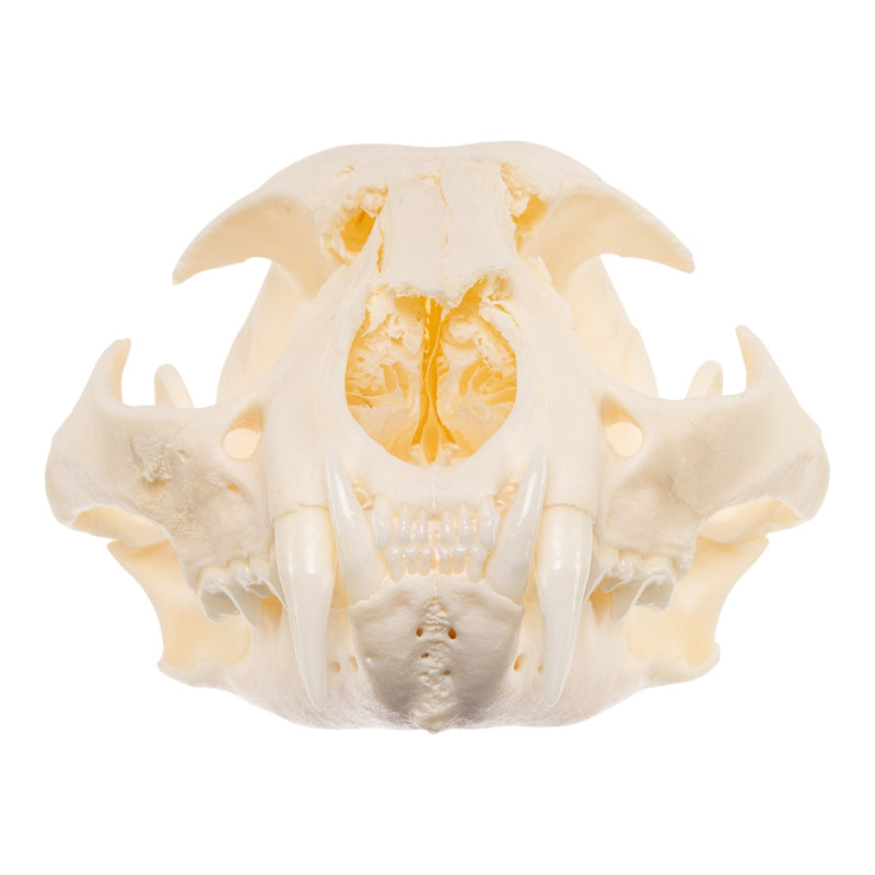 Real Bobcat Skull