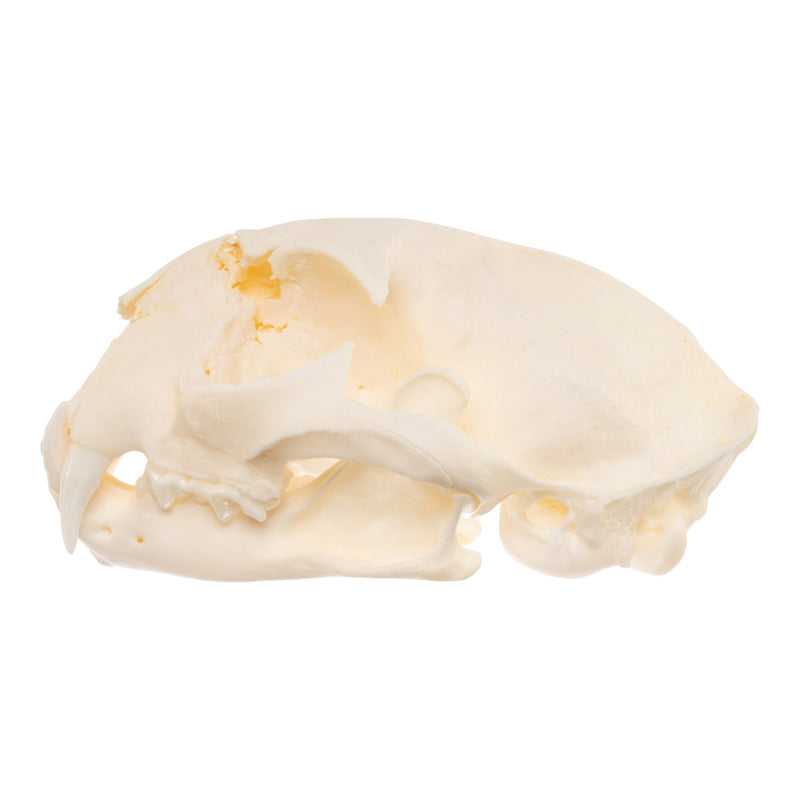 Real Bobcat Skull