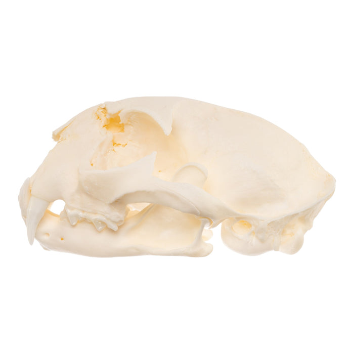 Real Bobcat Skull