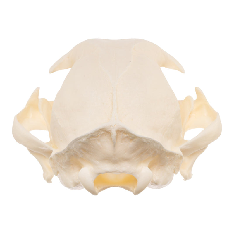 Real Bobcat Skull
