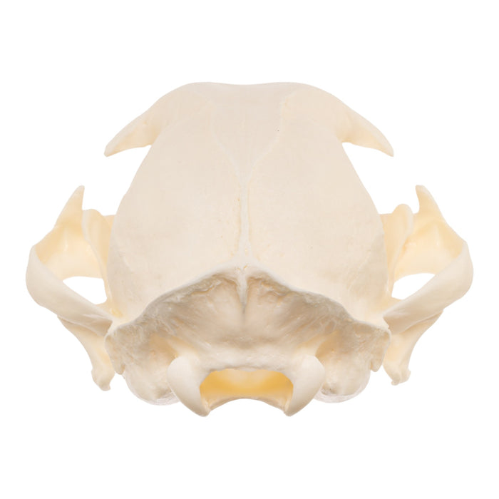 Real Bobcat Skull