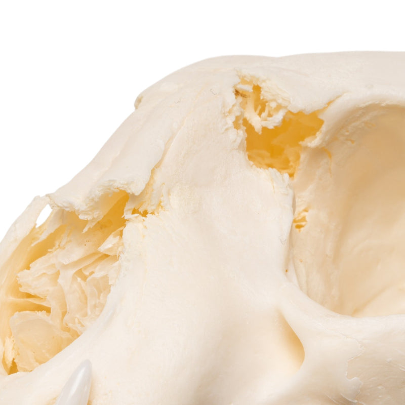 Real Bobcat Skull