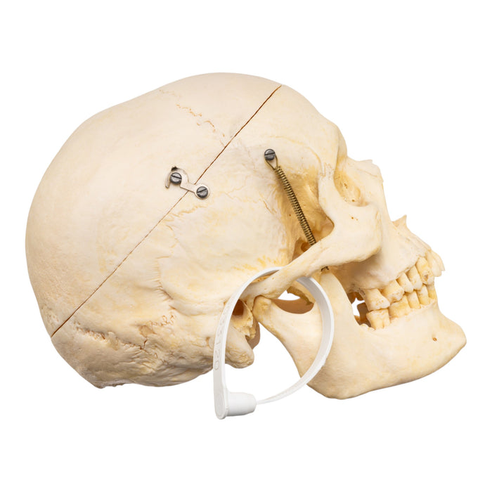 Real Human Skeleton - Disarticulated