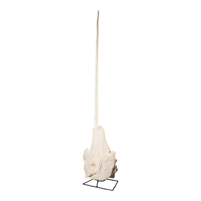 Replica Narwhal Skull (Tusk Included) with Stand