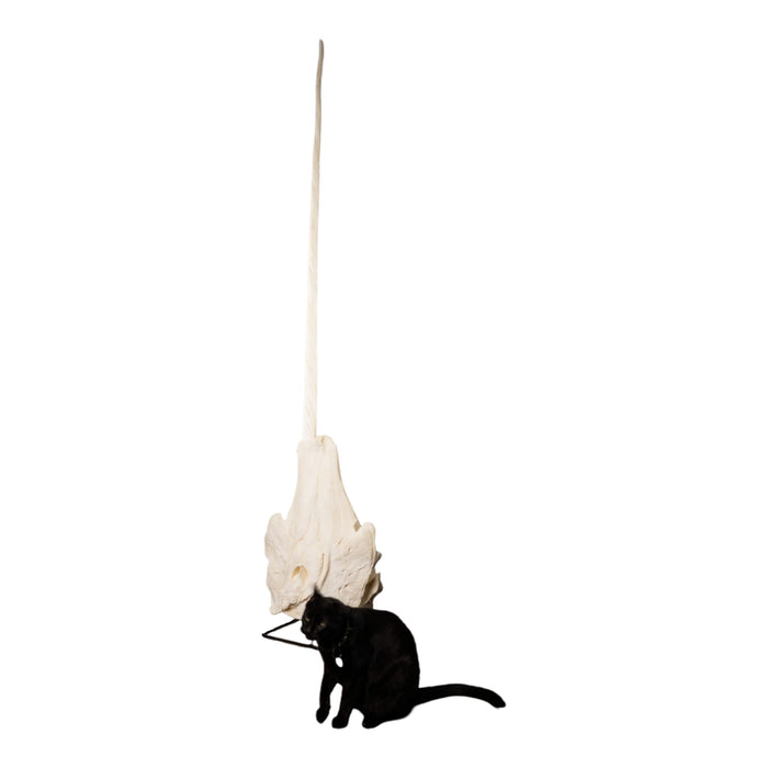 Replica Narwhal Skull (Tusk Included) with Stand
