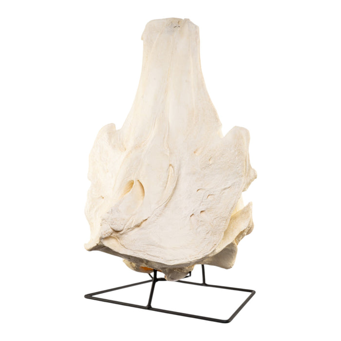Replica Narwhal Skull (Tusk Included) with Stand