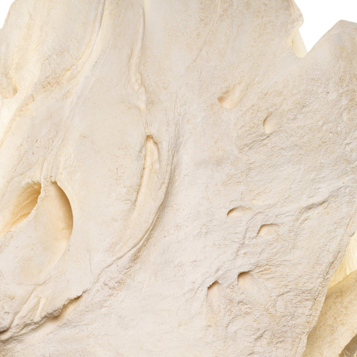 Replica Narwhal Skull (Tusk Included) with Stand